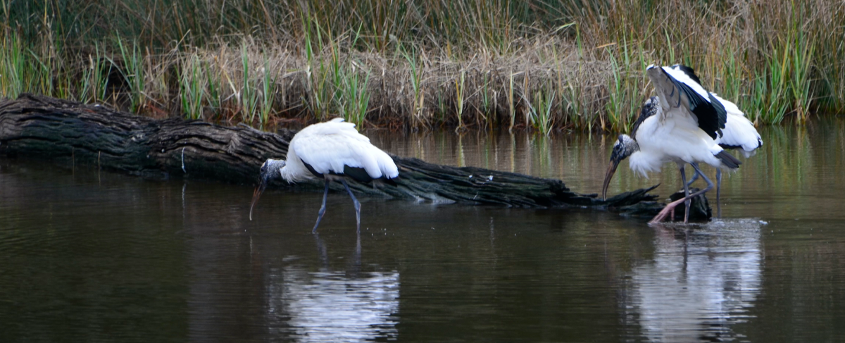 Waterfowl in tidal creek